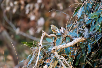羽ばたいて飛び出す幸せの青い鳥、可愛いルリビタキ（ヒタキ科）
英名学名：Red flanked Bluetail (Tarsiger cyanurus)
埼玉県北本市、北本自然観察公園    2024
