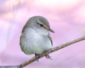 Cute Japanese bush warbler and a pink background