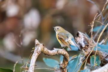 羽ばたいて飛び出す幸せの青い鳥、可愛いルリビタキ（ヒタキ科）
英名学名：Red flanked Bluetail (Tarsiger cyanurus)
埼玉県北本市、北本自然観察公園    2024
