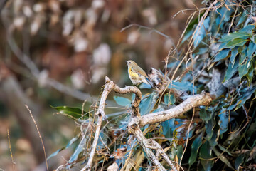 羽ばたいて飛び出す幸せの青い鳥、可愛いルリビタキ（ヒタキ科）
英名学名：Red flanked Bluetail (Tarsiger cyanurus)
埼玉県北本市、北本自然観察公園    2024
