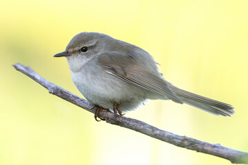Japanese bush warbler perches on a branch