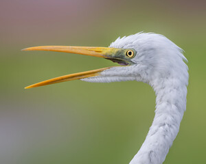 Close up of a Great Egret's open beak