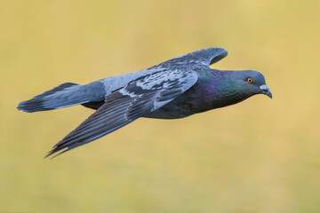 Obraz premium Stock dove flies with a nice background