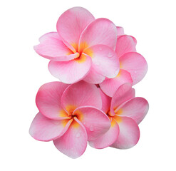 Plumeria or Frangipani or Temple tree flower. Close up pink-yellow frangipani flowers bouquet...