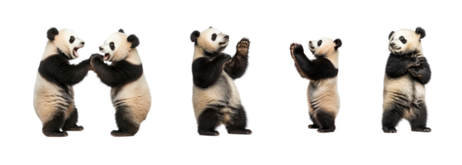 Collection of Panda interacting Communicates or engages with another panda. full length isolate on transparent background