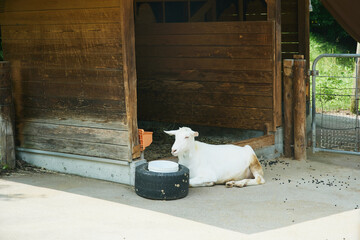 動物園　伊香保