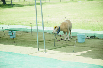 動物園　伊香保