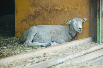 動物園　伊香保
