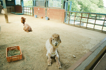 動物園　伊香保