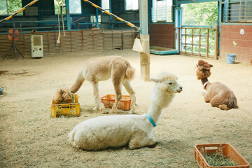 動物園　伊香保