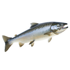 Obraz premium Salmon turning Changes direction mid-swim with a swift flick of the body. full length isolate on transparent background