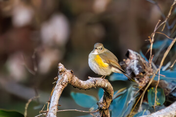 羽ばたいて飛び出す幸せの青い鳥、可愛いルリビタキ（ヒタキ科）
英名学名：Red flanked Bluetail (Tarsiger cyanurus)
埼玉県北本市、北本自然観察公園    2024

