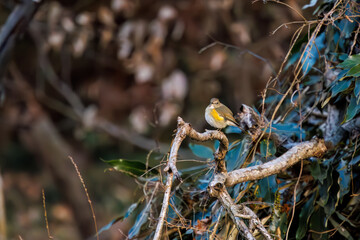 羽ばたいて飛び出す幸せの青い鳥、可愛いルリビタキ（ヒタキ科）
英名学名：Red flanked Bluetail (Tarsiger cyanurus)
埼玉県北本市、北本自然観察公園    2024
