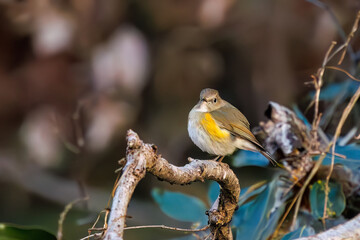 羽ばたいて飛び出す幸せの青い鳥、可愛いルリビタキ（ヒタキ科）
英名学名：Red flanked Bluetail (Tarsiger cyanurus)
埼玉県北本市、北本自然観察公園    2024
