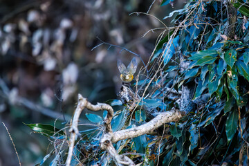 羽ばたいて飛び出す幸せの青い鳥、可愛いルリビタキ（ヒタキ科）
英名学名：Red flanked Bluetail (Tarsiger cyanurus)
埼玉県北本市、北本自然観察公園    2024
