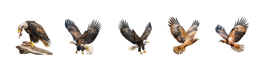 Collection of Eagle feeding An eagle holds prey in its talons while perched or in flight. full length isolate on transparent background