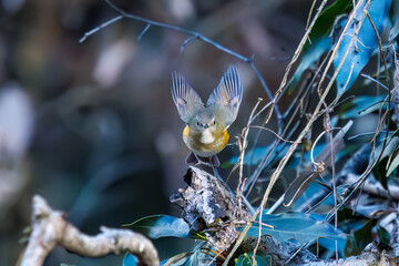 羽ばたいて飛び出す幸せの青い鳥、可愛いルリビタキ（ヒタキ科）
英名学名：Red flanked Bluetail (Tarsiger cyanurus)
埼玉県北本市、北本自然観察公園    2024
