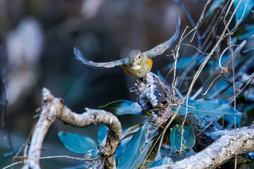 羽ばたいて飛び出す幸せの青い鳥、可愛いルリビタキ（ヒタキ科）
英名学名：Red flanked Bluetail (Tarsiger cyanurus)
埼玉県北本市、北本自然観察公園    2024
