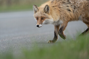 red fox in the wild