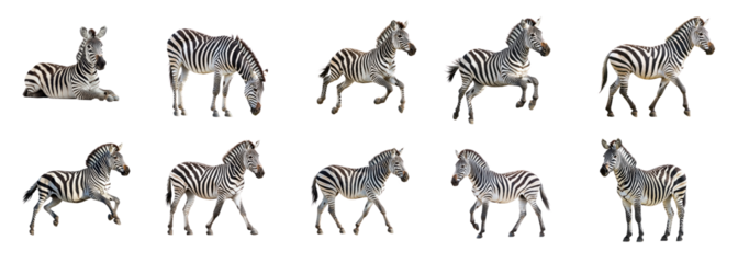 Collection of Zebra resting A zebra lies on the ground or stands still, relaxed. full length isolate on transparent background