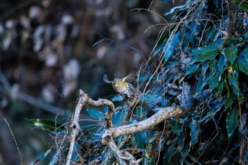 羽ばたいて飛び出す幸せの青い鳥、可愛いルリビタキ（ヒタキ科）
英名学名：Red flanked Bluetail (Tarsiger cyanurus)
埼玉県北本市、北本自然観察公園    2024

