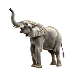 Obraz premium Elephant trumpeting An elephant raises its trunk to its mouth and lets out a loud trumpet sound. full length isolate on transparent background