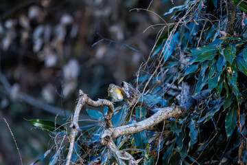 羽ばたいて飛び出す幸せの青い鳥、可愛いルリビタキ（ヒタキ科）
英名学名：Red flanked Bluetail (Tarsiger cyanurus)
埼玉県北本市、北本自然観察公園    2024
