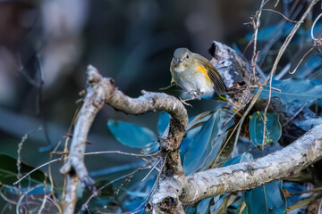 羽ばたいて飛び出す幸せの青い鳥、可愛いルリビタキ（ヒタキ科）
英名学名：Red flanked Bluetail (Tarsiger cyanurus)
埼玉県北本市、北本自然観察公園    2024
