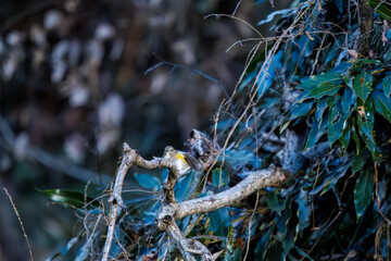 羽ばたいて飛び出す幸せの青い鳥、可愛いルリビタキ（ヒタキ科）
英名学名：Red flanked Bluetail (Tarsiger cyanurus)
埼玉県北本市、北本自然観察公園    2024
