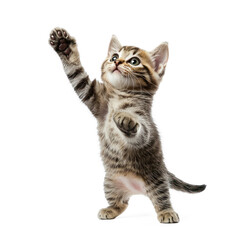 Obraz premium Kitty playing A kitty pounces with its paws reaching out playfully. full length isolate on transparent background