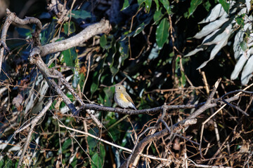 羽ばたいて飛び出す幸せの青い鳥、可愛いルリビタキ（ヒタキ科）
英名学名：Red flanked Bluetail (Tarsiger cyanurus)
埼玉県北本市、北本自然観察公園    2024
