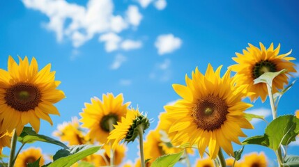 Vibrant sunflowers bloom under a bright blue sky.