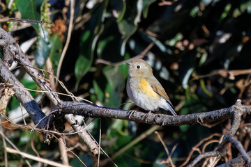 羽ばたいて飛び出す幸せの青い鳥、可愛いルリビタキ（ヒタキ科）
英名学名：Red flanked Bluetail (Tarsiger cyanurus)
埼玉県北本市、北本自然観察公園    2024
