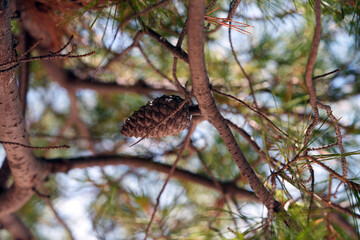 pine cone