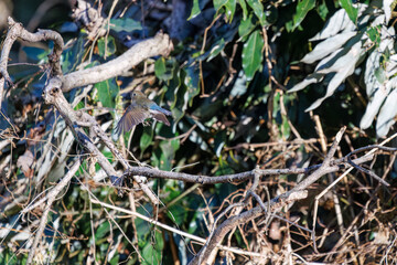 羽ばたいて飛び出す幸せの青い鳥、可愛いルリビタキ（ヒタキ科）
英名学名：Red flanked Bluetail (Tarsiger cyanurus)
埼玉県北本市、北本自然観察公園    2024

