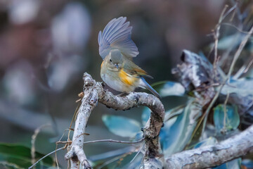 羽ばたいて飛び出す幸せの青い鳥、可愛いルリビタキ（ヒタキ科）
英名学名：Red flanked Bluetail (Tarsiger cyanurus)
埼玉県北本市、北本自然観察公園    2024
