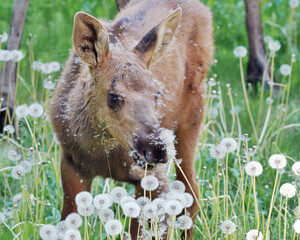 Moose Calf with Dandelions