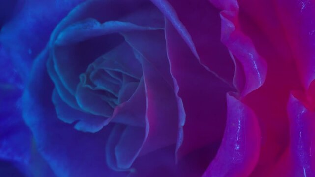 Vertical video. Neon flower. Mist petals. Defocused purple blue fluorescent color ink texture rose nature smoke floating on nature abstract art background.