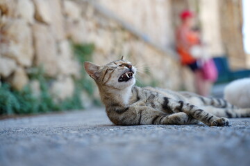 A content tabby cat enjoys a relaxing moment, yawning while lying on a sunlit pathway. The blurred...