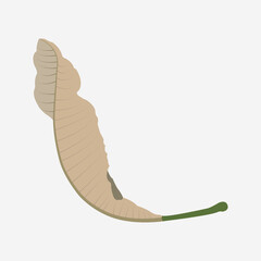 dry leaf vector illustration