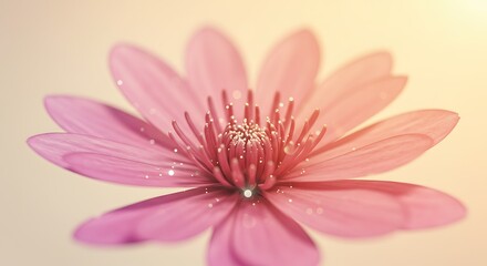 Obraz premium Soft Pink Flower Bloom: Delicate Petals, Warm Light, Serene Macro Photography