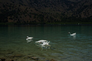 Swans gracefully glide across a serene mountain lake, surrounded by scenic hills. The calm water...