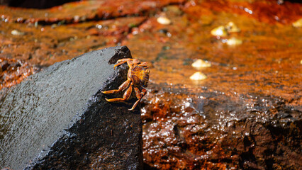 cangrejo gigante en las costas chilenas sobre una roca