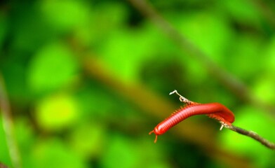 Vibrant red millipede on a slender branch against a soft green background, highlighting its...