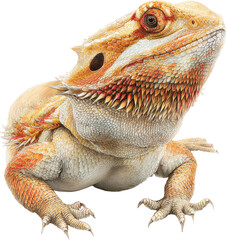 Obraz premium Detailed illustration of a bearded dragon lizard with orange and white scales isolated on transparent background
