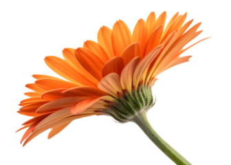 Close up of an orange gerbera daisy flower with delicate petals isolated on transparent background
