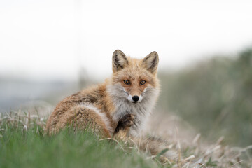 red fox in the wild