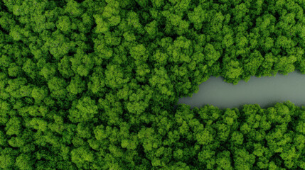 Aerial view of a dense green forest surrounding a winding river or waterway.