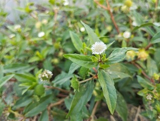 False daisy flowers (Eclipta alba) in outdoor garden