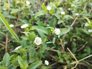 False daisy flowers (Eclipta alba) in outdoor gardenwhite flowers in the garden